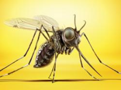 CEUs receberão ações de combate ao Aedes aegypti