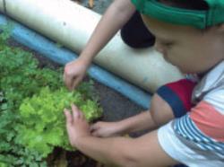 Food Revolution nas escolas: Quintal da Criança implanta sua Revolução Alimentar