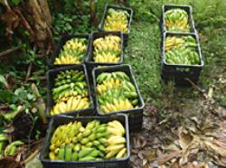 Secretaria Municipal de Educação compra alimentos cultivados por quilombolas