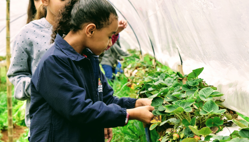 Fotografia de estudantes mexendo em um plantação de morangos