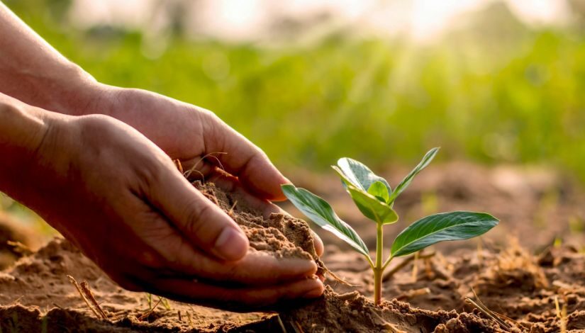 Mãos colocando terra em uma planta que está no chão.