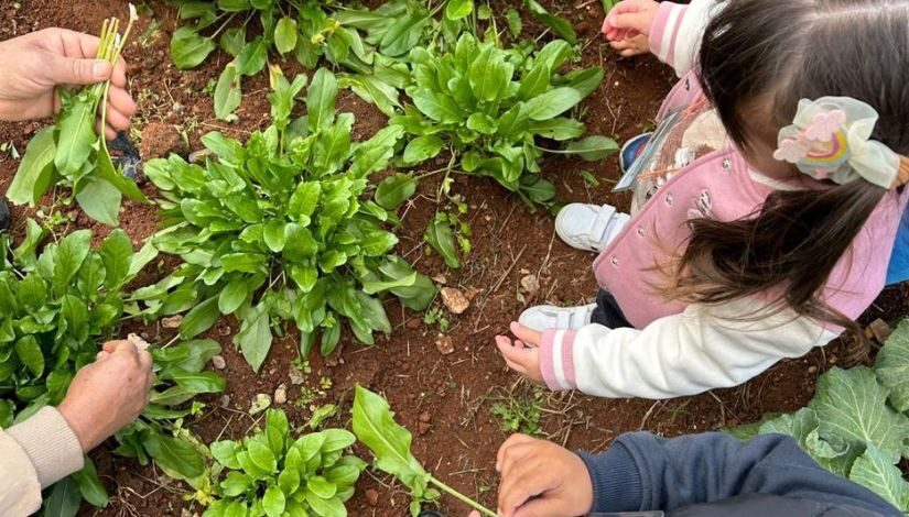 Alimentação Orgânica Nos Ceis Da Dre Ipiranga