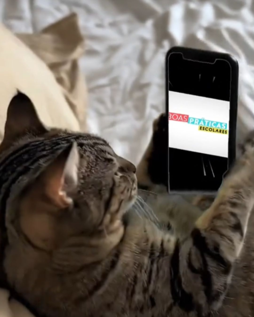 Fotografia de um gatinho segurando um celular com o texto 