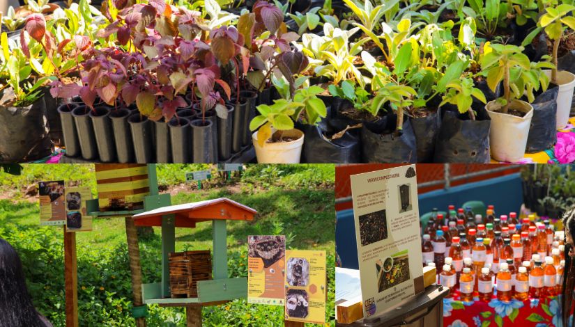 Montagem de imagens mostra mudas de plantas em recipientes para cultivo, um espaço educativo com colmeias e placas informativas sobre abelhas e painel expositivo com materiais e garrafas reutilizadas, relacionados a práticas de sustentabilidade e educação ambiental em ambiente escolar.